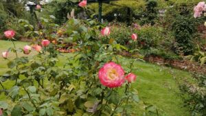 四季の香ローズガーデンのピンクのバラ