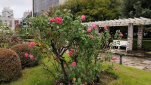 本郷給水所公苑のピンクのバラ