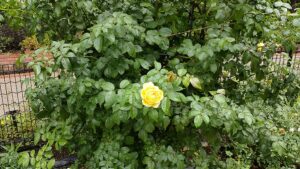 四季の香ローズガーデンの黄色いバラ