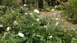四季の香ローズガーデンの白いバラ