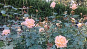 神代植物公園のピンクのバラ