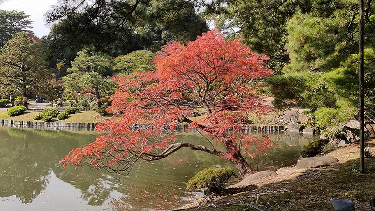 六義園の池と紅葉
