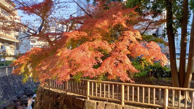 音無親水公園のモミジの紅葉