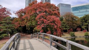 浜離宮恩賜庭園の橋と紅葉