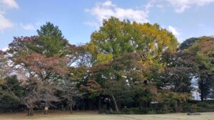 旧岩崎邸庭園の紅葉・黄葉
