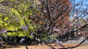飛鳥山公園のイチョウと冬桜
