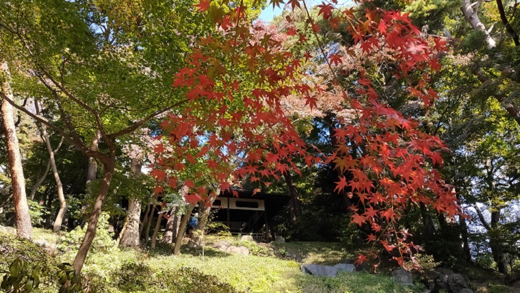 殿ヶ谷戸庭園の和風庭園からの紅葉
