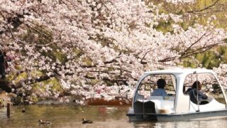 練馬区石神井公園の桜