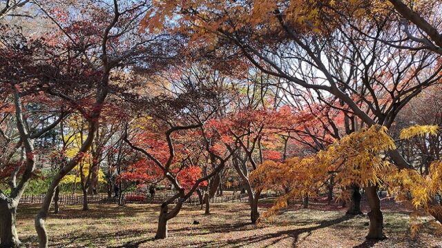 神代植物公園の紅葉
