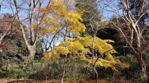 神代植物公園の黄葉
