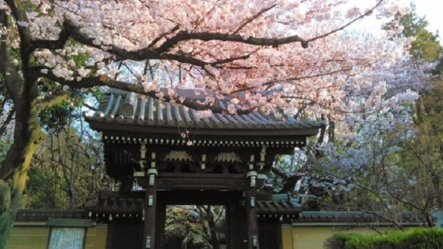 豊島区法明寺の桜