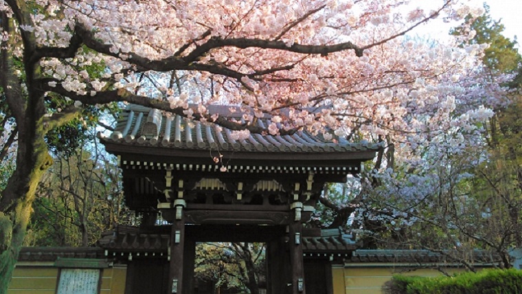 豊島区法明寺の桜