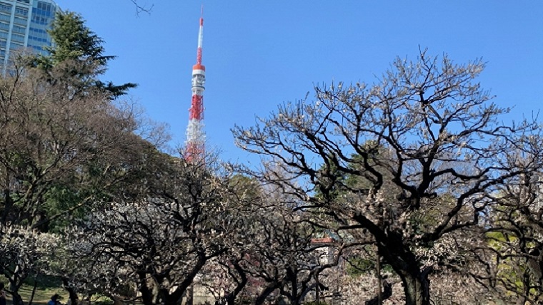 芝公園銀世界の梅と東京タワー