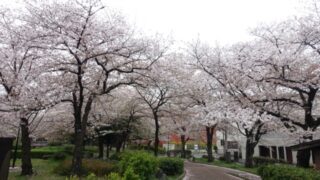 足立区東綾瀬公園の桜