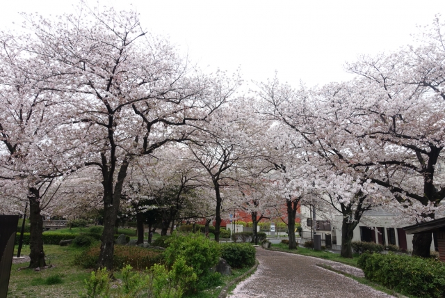 足立区東綾瀬公園の桜