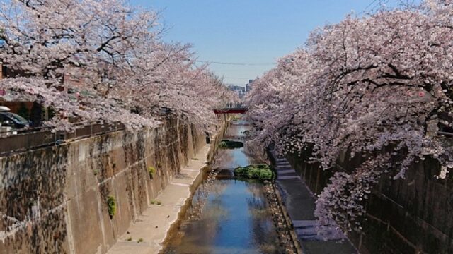 板橋区石神井川沿いの桜