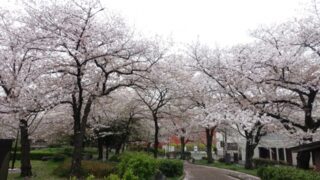 足立区東綾瀬公園の桜