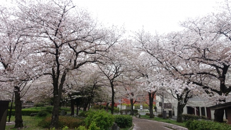 足立区東綾瀬公園の桜