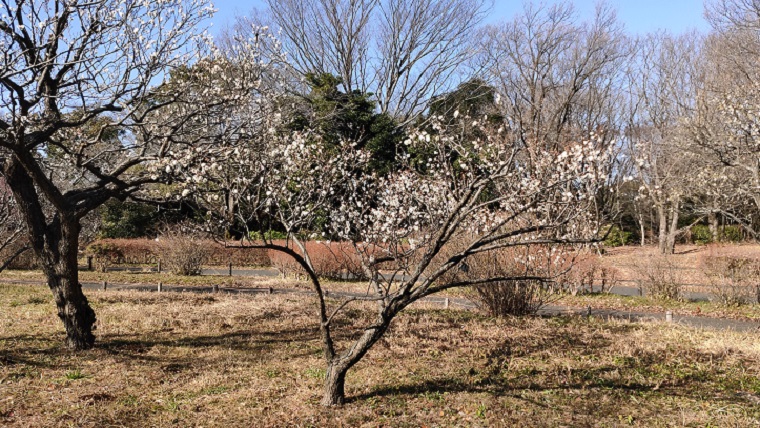 国営昭和記念公園の梅林の梅