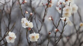 梅里公園の早咲きの梅