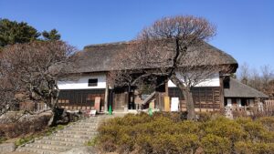 国営昭和記念公園のこもれびの里の梅