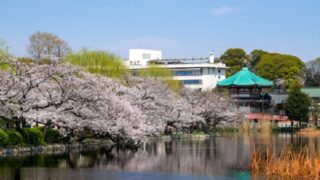 東京都台東区上野公園不忍池の桜