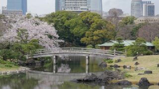 東京都中央区浜離宮恩賜庭園の桜