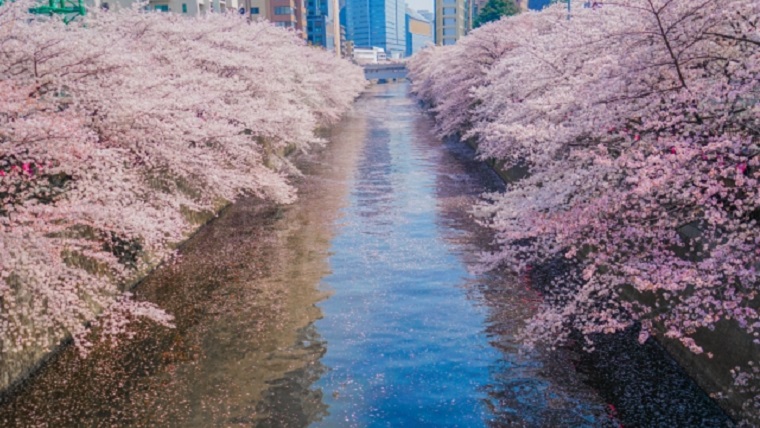 東京都目黒区目黒川の桜
