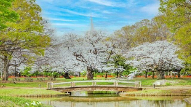 東京都渋谷区代々木公園の桜