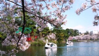 東京都大田区洗足池公園の桜