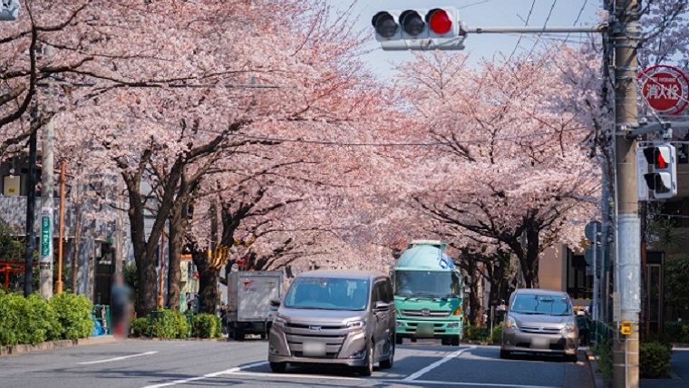 東京都中野区中野通りの桜並木