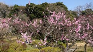 小石川植物園の梅