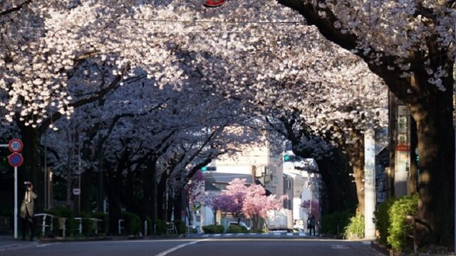 東京都品川区かむろ坂の桜