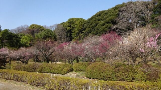 小石川植物園のウメ林