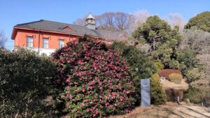 小石川植物園の山茶花