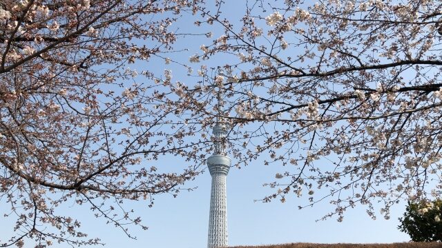 隅田公園の桜とスカイツリー