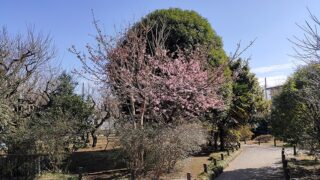 田柄梅林公園の梅と園路