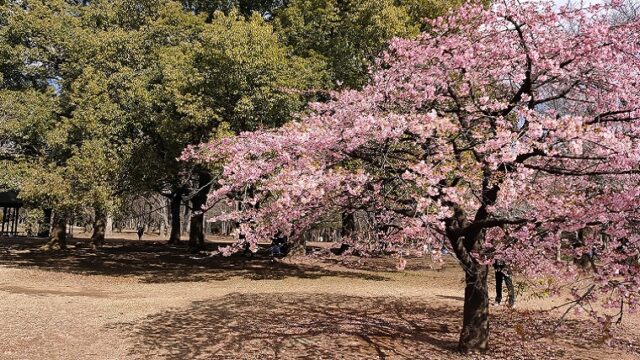代々木公園の河津桜