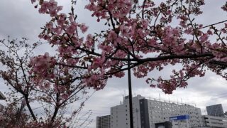 鮫洲入江広場の河津桜