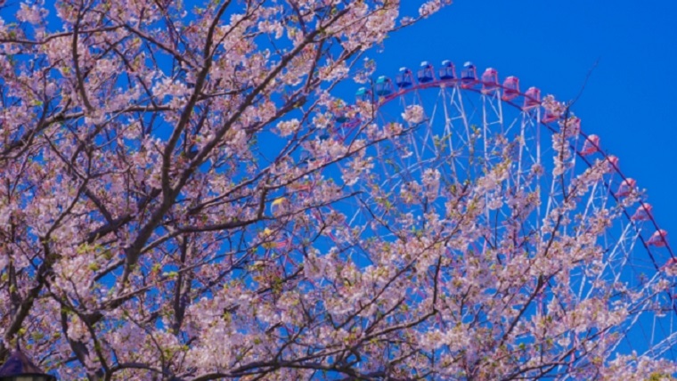 葛西臨海公園の桜と大観覧車
