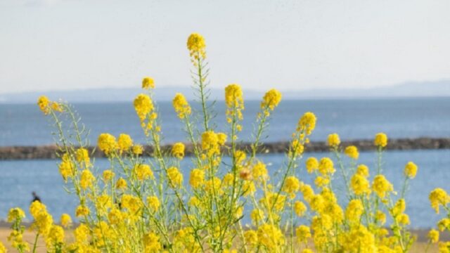 葛西臨海公園の菜の花と海