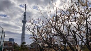 隅田公園の梅とスカイツリー