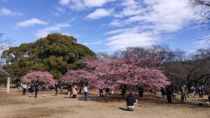 代々木公園河津桜の遠景
