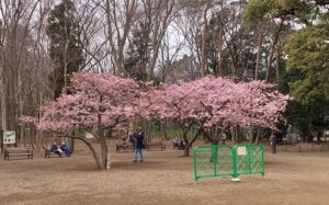 林試の森公園河津桜の遠景