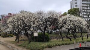 聖跡蒲田梅屋敷公園の梅と園路