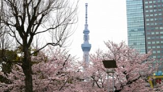 錦糸公園の桜と東京スカイツリー