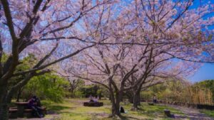 葛西臨海公園日本庭園付近の桜