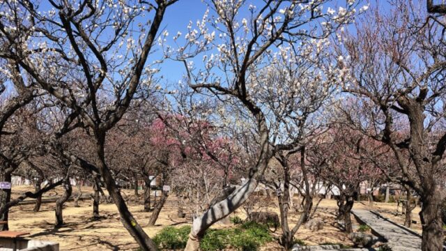 大谷田公園梅園の梅