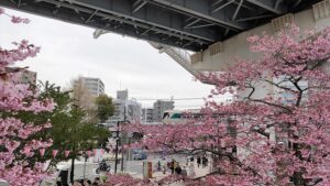 隅田公園の桜と東武スカイツリーライン