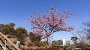 なぎさ公園の河津桜
